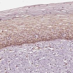 GRASP55 Antibody, Novus Biologicals 0.1mL; Unlabeled:Antibodies, Polyclonal